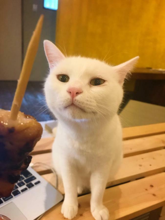 Hostel Mad Cat Osaka&bar